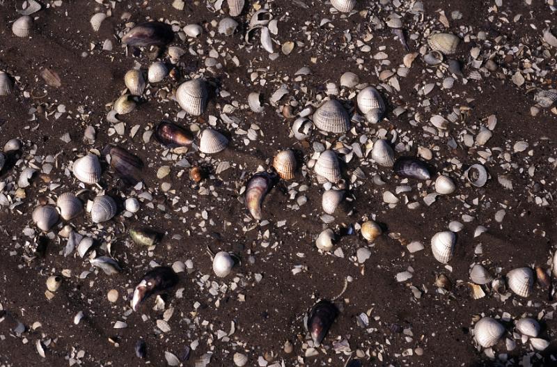 Free Stock Photo: a sandy background with an assortment of shells and broken shell fragments