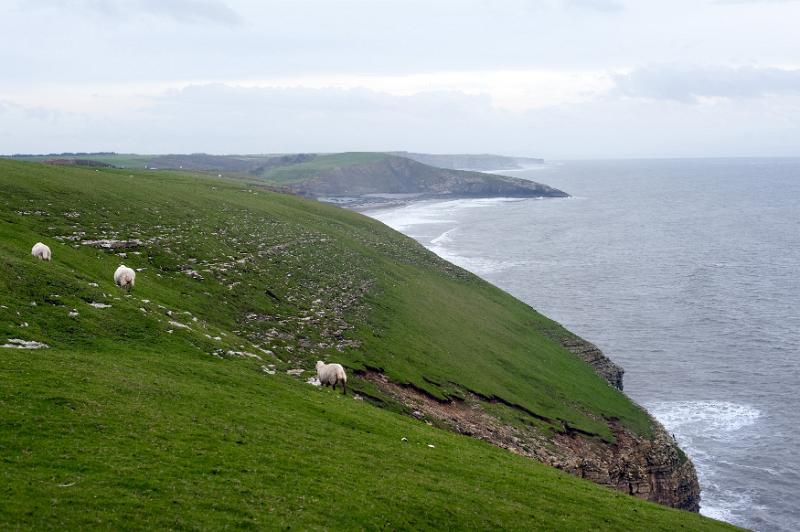 Free Stock Photo: View along a scenic coastline of a flock of sheep grazing in a coastal pasture above steep rocky cliffs overlooking the ocean
