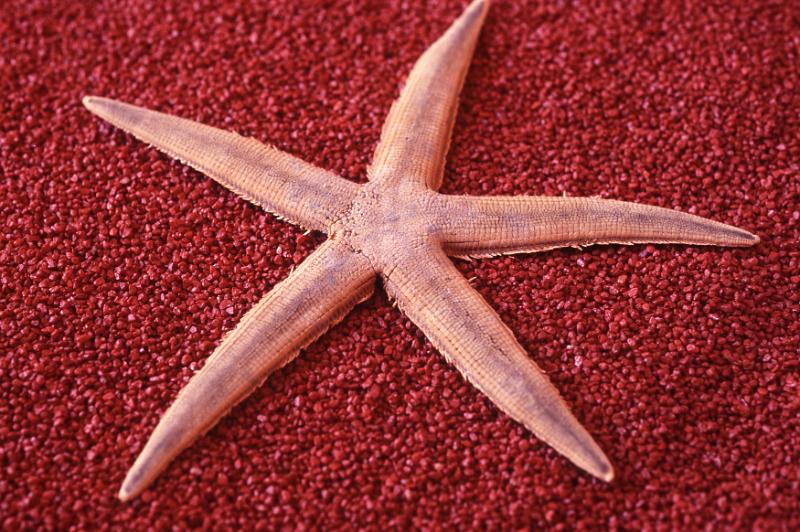 Free Stock Photo: Dried red marine star fish on a matching red background conceptual of a summer vacation at the seaside