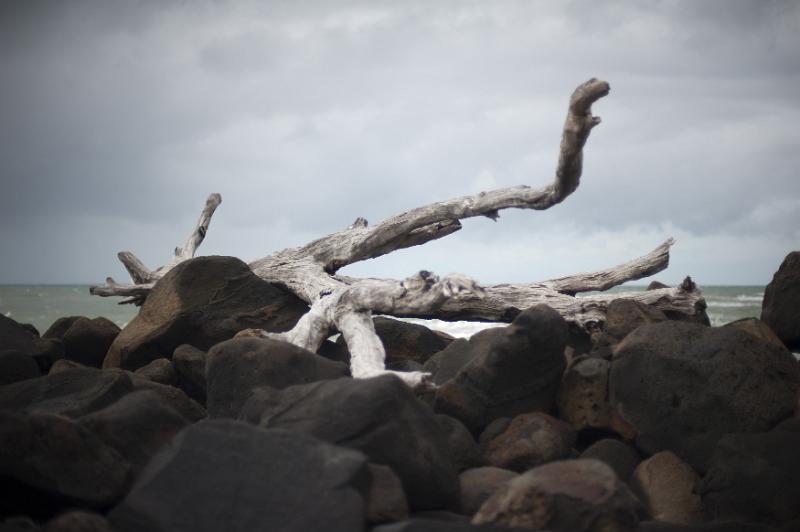 Free Stock Photo: Scenic View of Driftwood Washed Up on Coastal Boulders Overlooking Ocean on Overcast Day
