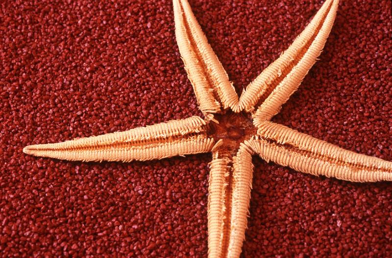Free Stock Photo: Dried star fish or echinoderm lying on a textured dark red background with copyspace, overhead view