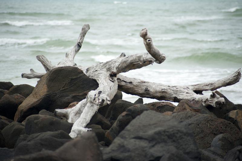 Free Stock Photo: Close up of gnarled white drift wood sticks on dark rocks, rough sea and waves visible in background