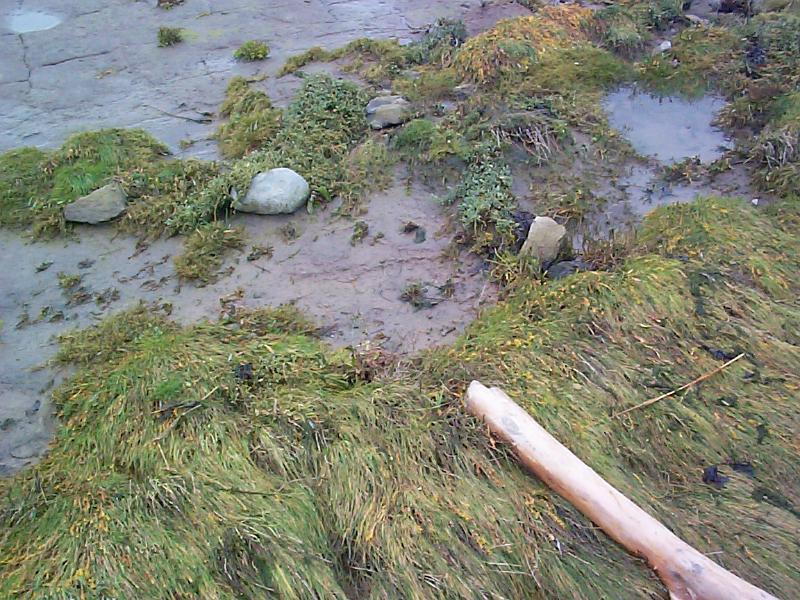 Free Stock Photo: Close up of large stones and a stick on marshy ground with grass and water