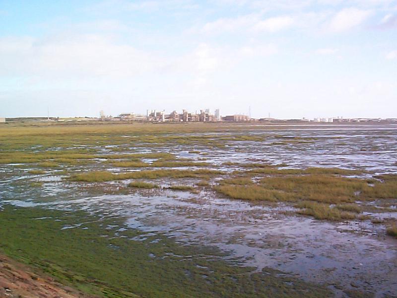 Free Stock Photo: Coastal estuary with extensive wetlands creating a unique ecosystem and habitat for wildlife and flora, scenic landscape view