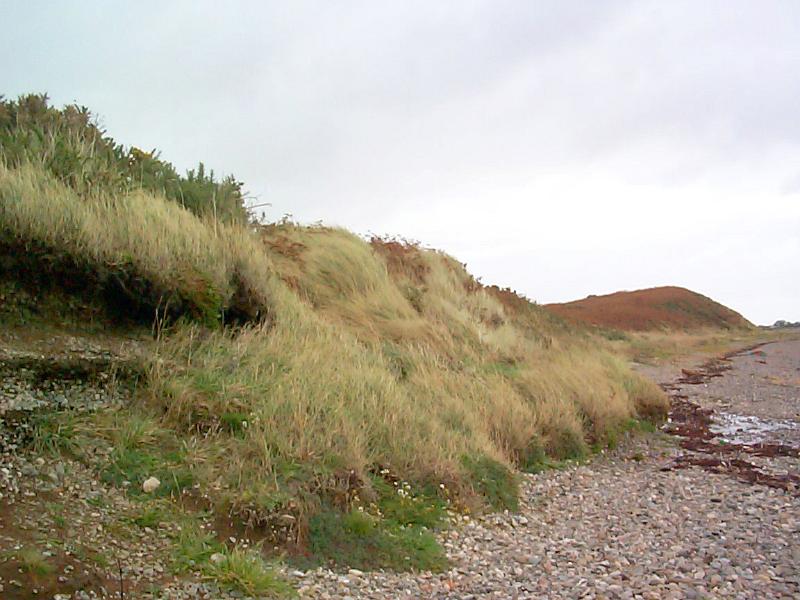 Free Stock Photo: a rocky coastal beach with wind swept grasses and erosion