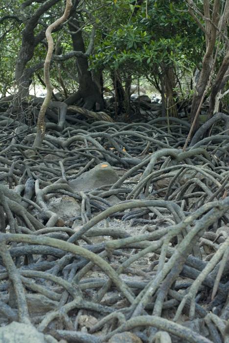 Free Stock Photo: Thick tangle of mangrove roots in a wetland swamp, close up view at low tide