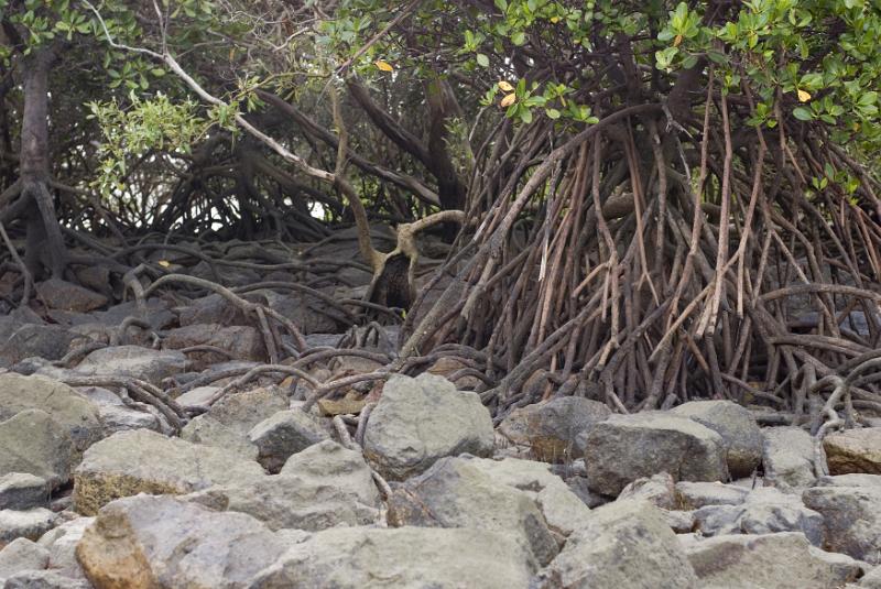 Free Stock Photo: Close up low angle view of complex mangrove roots and rocks at low tide