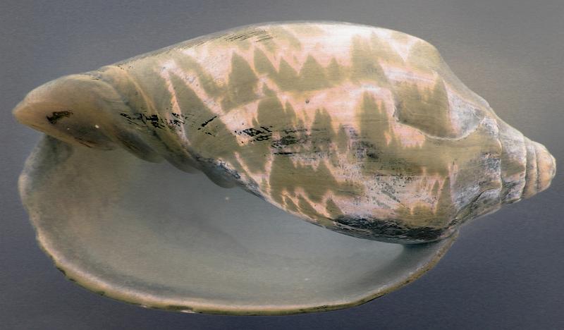 Free Stock Photo: a spiral shell with artistic colours