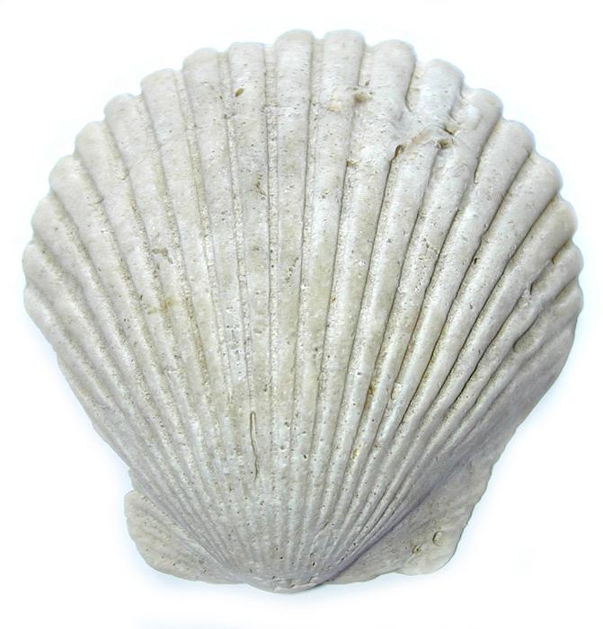 Free Stock Photo: White ridged fan-shaped scallop shell from an edible bivalve marine mollusc isolated on white