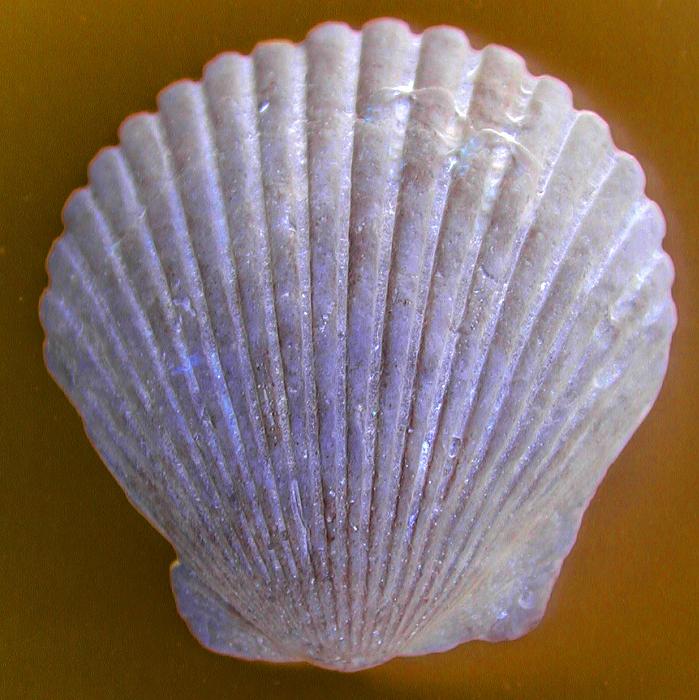 Free Stock Photo: Close up shot of white seashell on yellow background