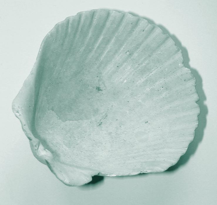 Free Stock Photo: Inside view of one half of an old worn calciferous scallop shell with its distinctive fluted fan shape over a white background