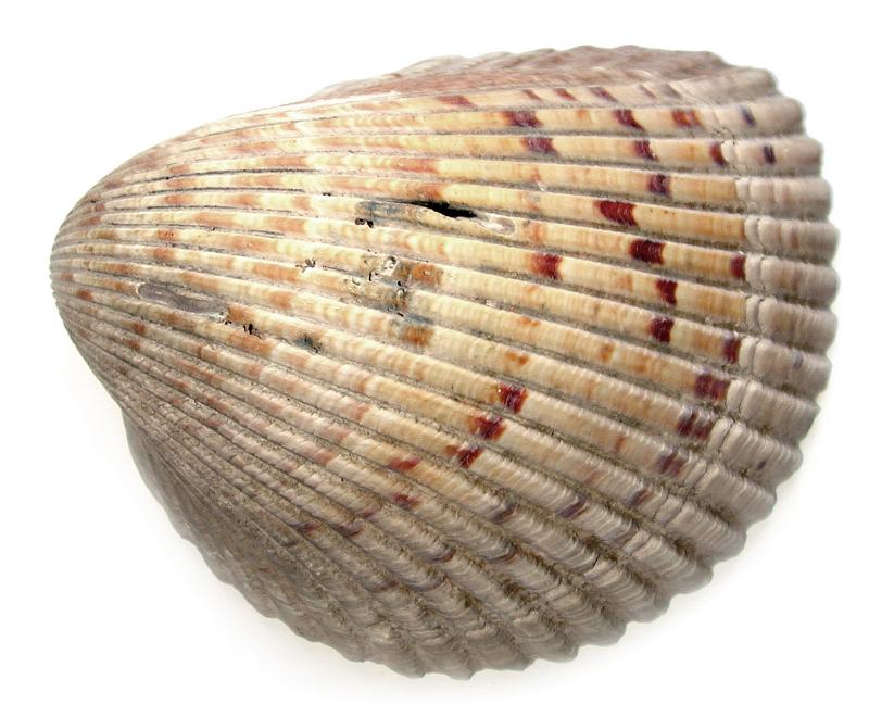 Free Stock Photo: Isolated single half of a bivalve clam shell on white showing the ridged fan-shaped pattern