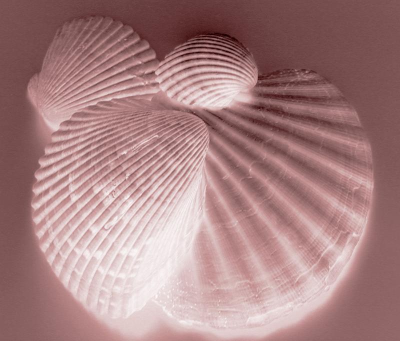 Free Stock Photo: Collection of bivalve seashells from clams and molluscs viewed from above in an artistic pink light