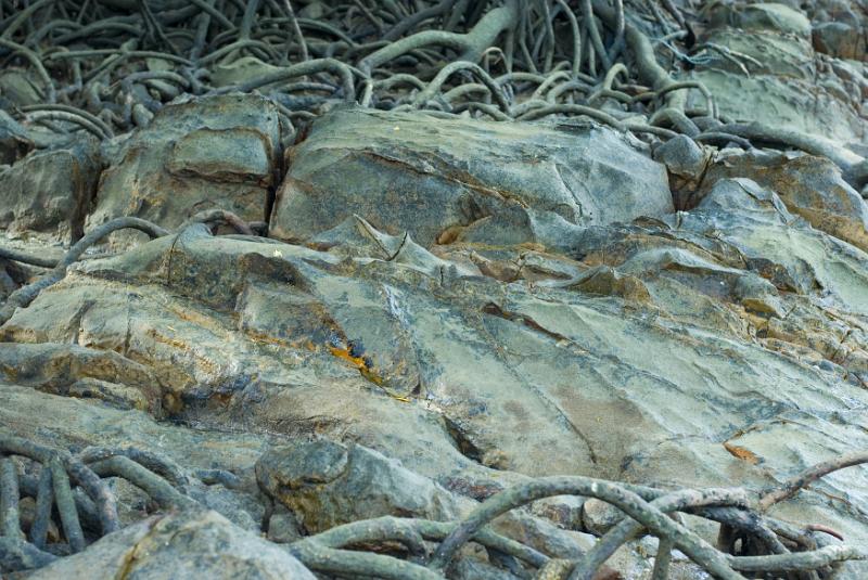 Free Stock Photo: High angle view of exposed mangrove roots and rocks