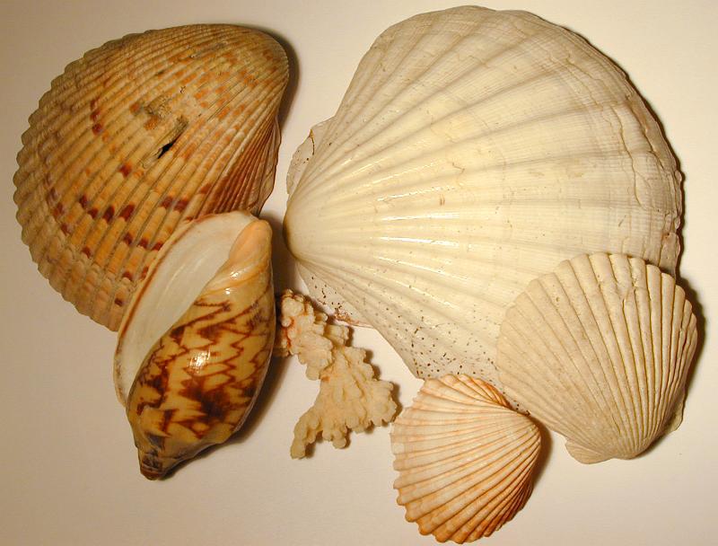 Free Stock Photo: an assortement of seashells on light coloured background