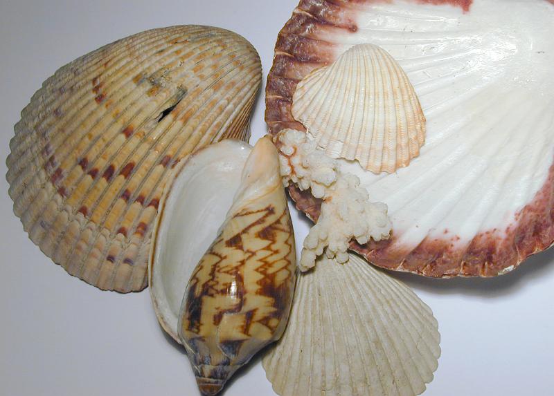 Free Stock Photo: Close up shot of seashells on white background
