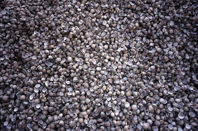 Free Stock Photo: thousands of small sea shells creating a textured surface backdrop