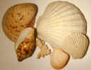 seashells2557.jpg (483625 bytes)