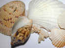 seashells2559.jpg (602153 bytes)