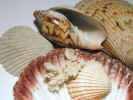 seashells2562.jpg (648734 bytes)