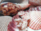 seashells2563.jpg (687500 bytes)