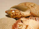 seashells2564.jpg (569085 bytes)