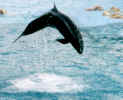 whaleoutofwater.jpg (278158 bytes)