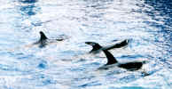 whalesinwater.jpg (487969 bytes)