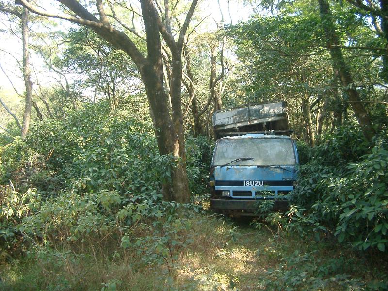 Free Stock Photo: Abandoned truck in an overgrown woodland