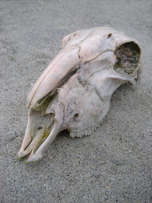 Free Stock Photo: Old bleached animal skull lying on the ground as a reminder of natural disasters and drought