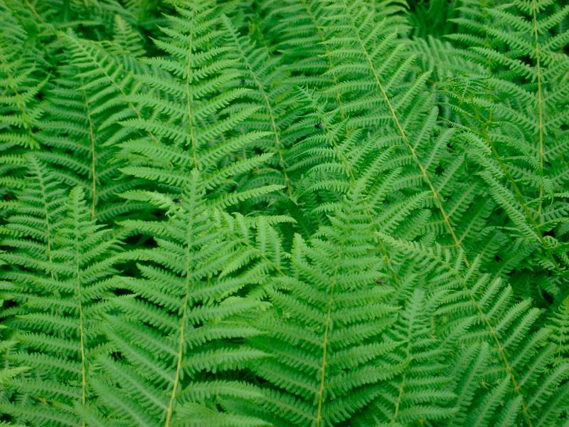 Free Stock Photo: Background of fresh dense green fern leaves or fronds growing in a moist environment