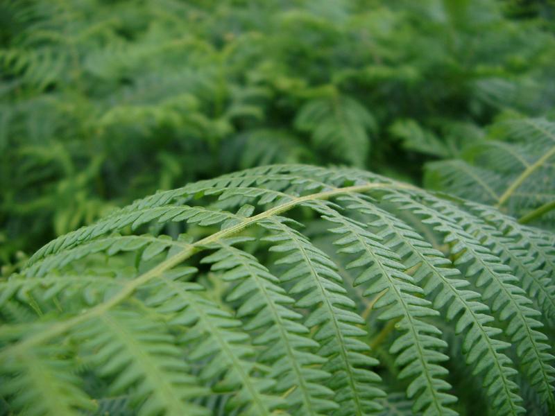 Free Stock Photo: Botanical background of a lush green fern frond with shallow dof and copyspace