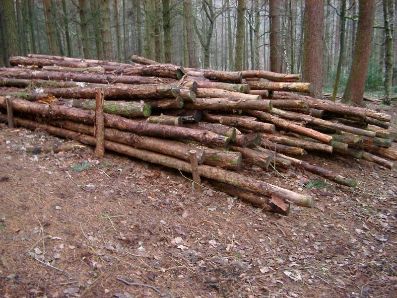 Free Stock Photo: Stack of felled tree trunks from saplings and smaller trees felled and stripped during thinning out by forestry officials in a plantation