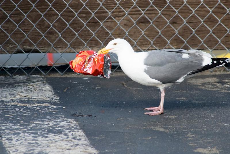 Free Stock Photo: A seagull stands on the floor alongside a red plastic bag caught in a fence conceptual of the dangers of urban litter should the bird inadvertantly ingest it