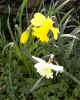 daffodils01480.jpg (467182 bytes)