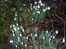 nature00501.jpg (527381 bytes)