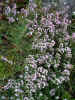 nature00762.jpg (194588 bytes)
