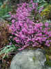 nature01489.jpg (682569 bytes)