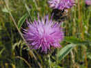 natureflowerthistle1340.jpg (661018 bytes)