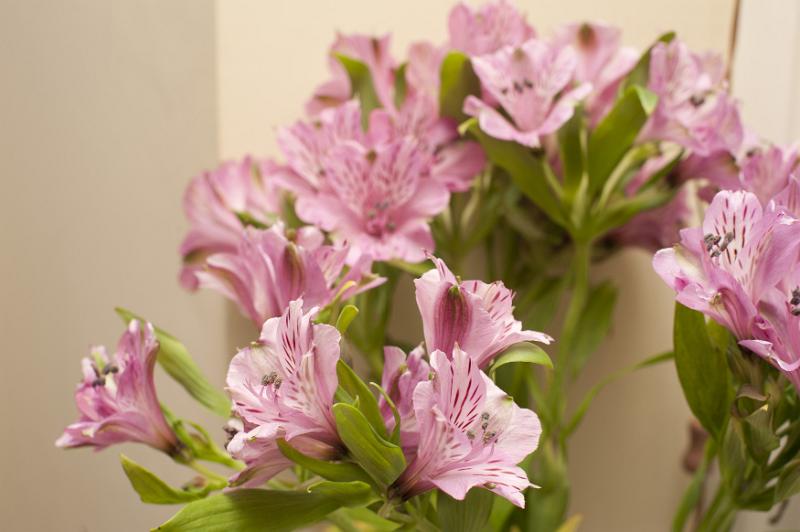 Free Stock Photo: Spray or pretty pink variegated azaleas or peruvian lily arranged indoors for interior decor, close up view of the flowers