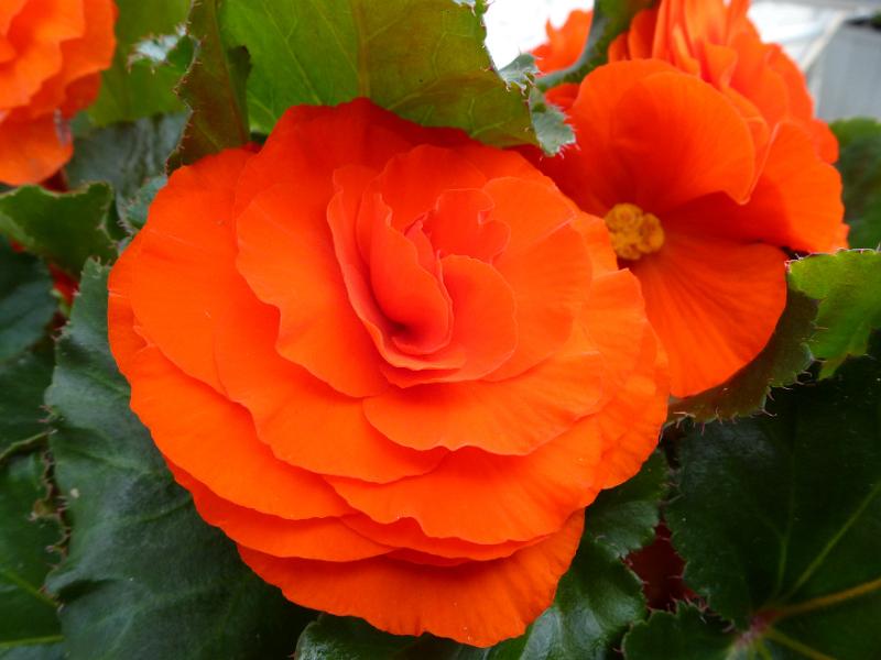 Free Stock Photo: Vivid deep orange begonia flowers growing on a bush outdoors in a garden cultivated as an ornamental shrub