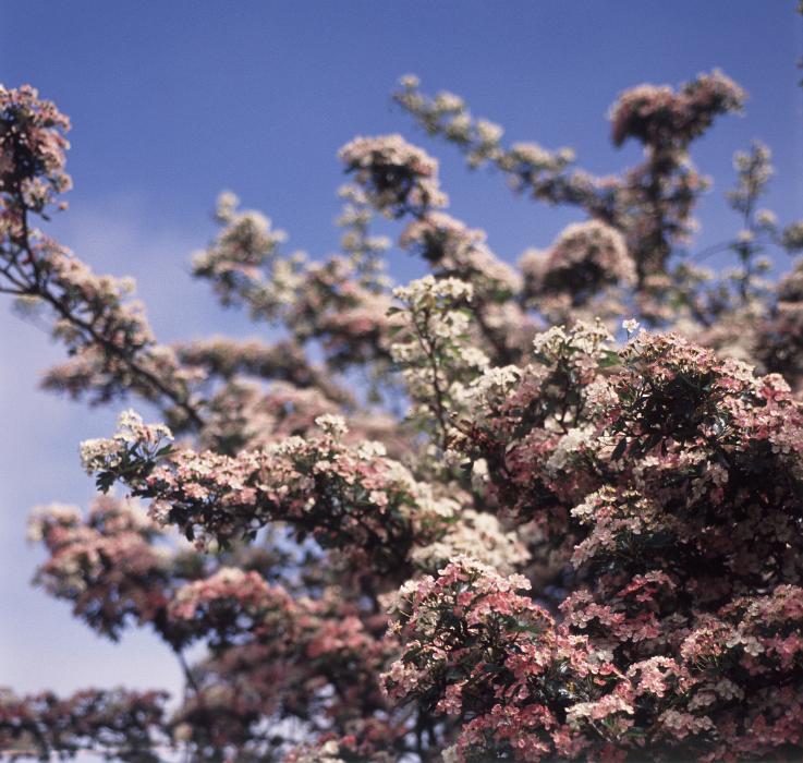 Free Stock Photo: Tree covered in pink blossom signifying the spring season against a sunny blue sky