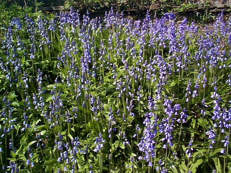Free Stock Photo: Beautiful blues and purples of bluebells (Hyacinthoides non-scripta) growing in a field