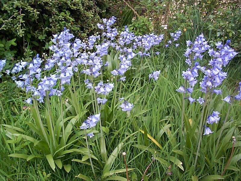 Free Stock Photo: Cluster of pretty dainty bluebells with their bell-shaped blue flowers flowering outdoors in spring woodland