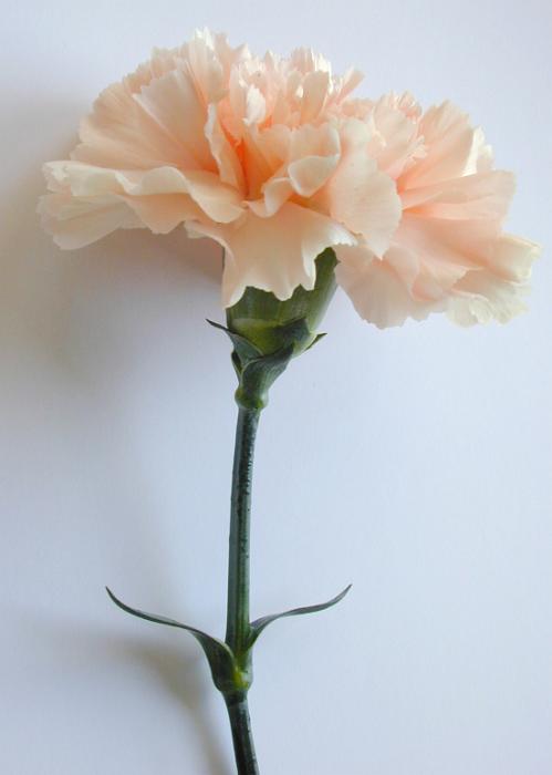 Free Stock Photo: Single perfect pale orange carnation with a long stem lying on a white background with copyspace for your message or greeting