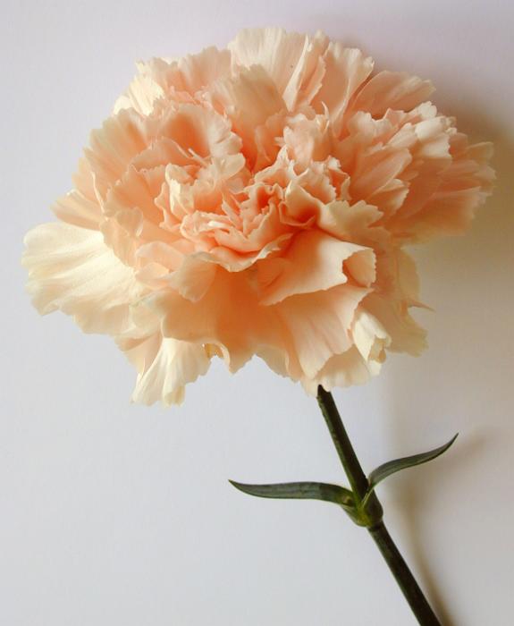 Free Stock Photo: Single pretty orange or salmon colored carnation in a close up view on a grey studio background with copyspace