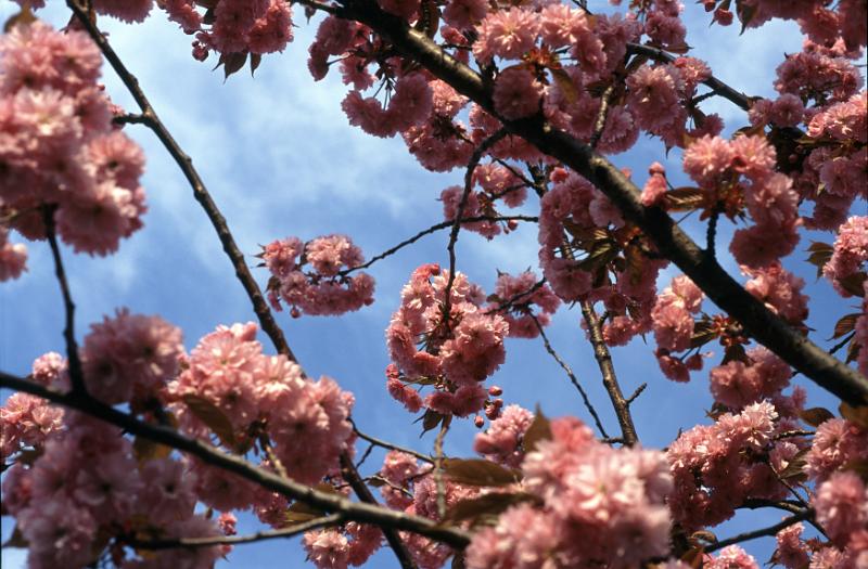 Free Stock Photo: Clusters of pretty pink blossom on a Japanese flowering cherry tree, symbolic of the spring season