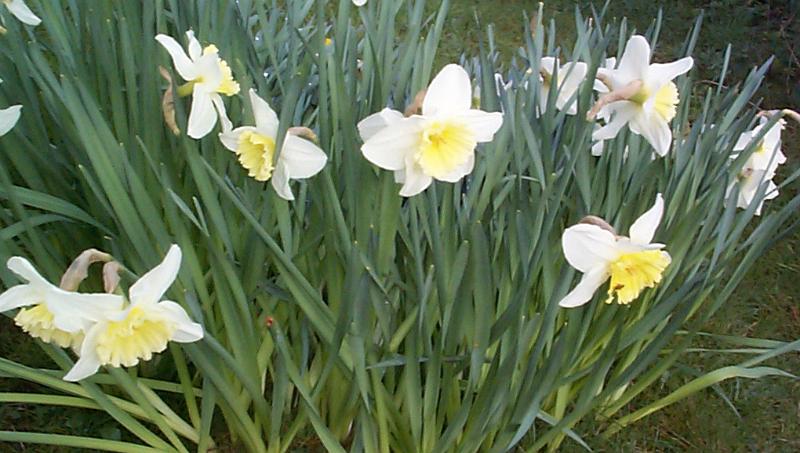 Free Stock Photo: Cluster of variegated yellow and white daffodils growing outdoors in a garden or woodland, an early flowering bulb symbolic of spring