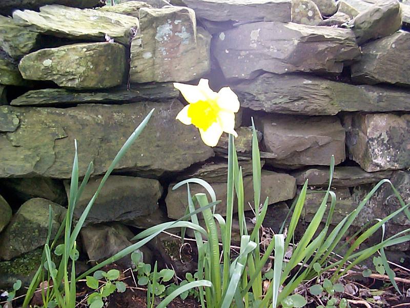 Free Stock Photo: Single variegated yellow and white daffodil blooming in front of an old stone wall in a garden, symbolic of spring