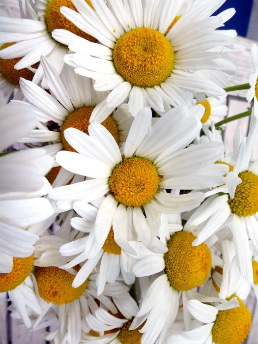 Free Stock Photo: Close up on a bunch of white summer daisies with yellow centers symbolic of the season